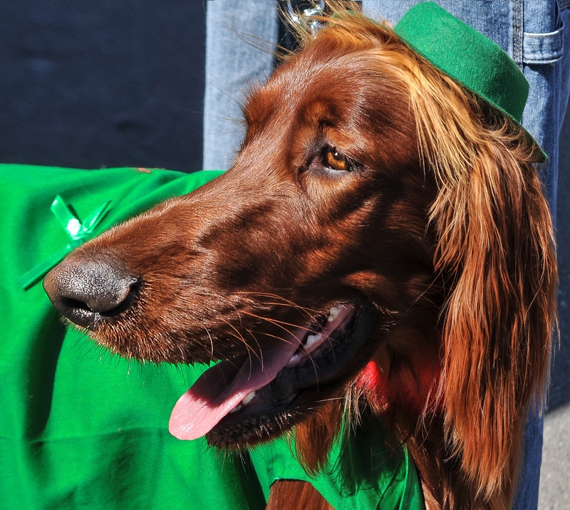 dog, body, domesticated, domestic, day, vertebrate, near, animals, animal head, dog breeds, red, dogs, saint patricks day, 2K, pets, one animal, setter