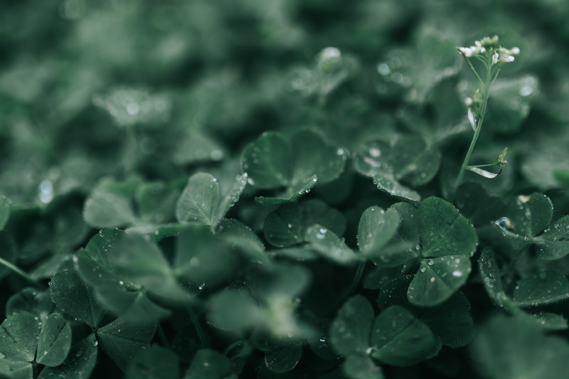 water, closeup, blossom, dew, 5K, petal, day, freshness, plant part, wet, rain, outdoors, st patricks day, plants, droplet, macro, flower, full frame