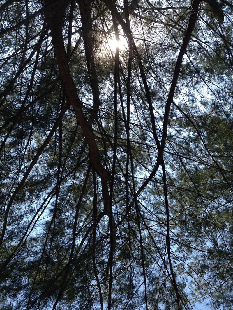 tree trunk, sky, tranquility, branch, meduro, low angle view, backgrounds, sumenep, trunk, lombang, tree, directly below, tree canopy, pantai lombang, outdoors
