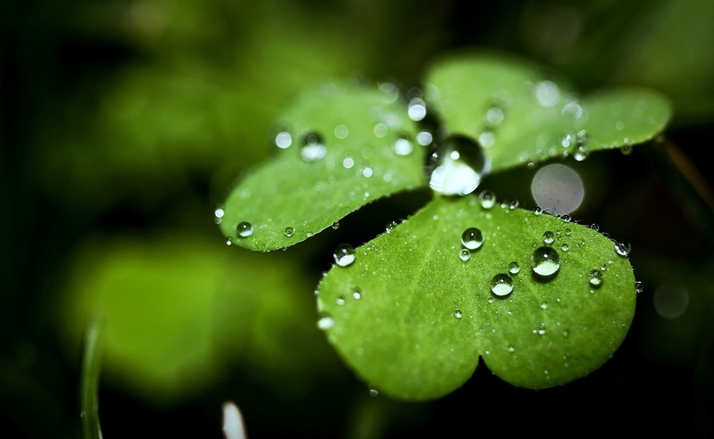 plant, close-up, growth, freshness, leaves, beauty in nature, outdoors, water, selective focus, vulnerability, raindrop, purity, green, nature, dew, green color
