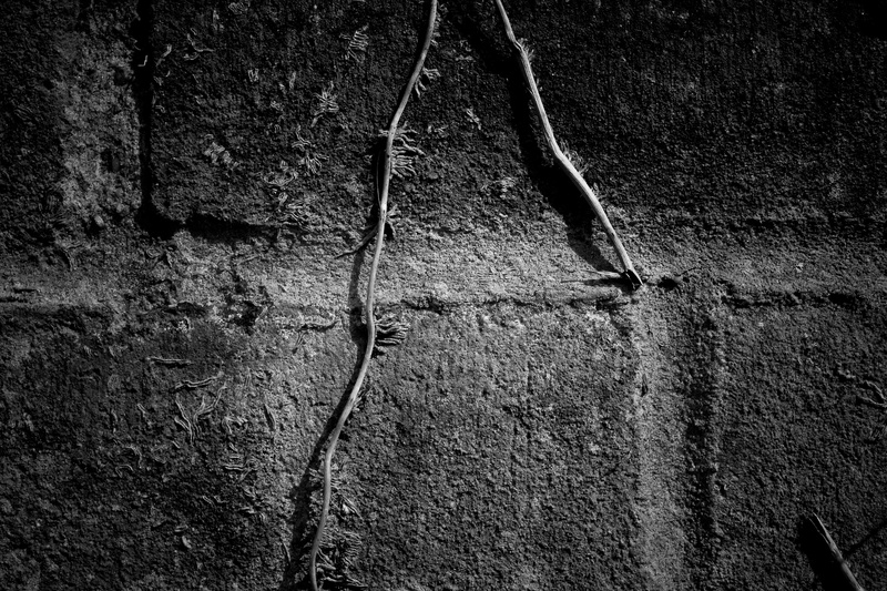 full frame, tree, abstract, shot, no people, growing, old, backgrounds, brick wall, architecture And Buildings, metal, close-up, 4K, wall, pattern, day