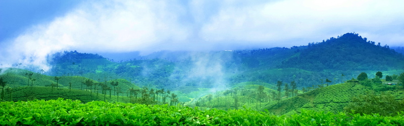 4K, chennai, india, tea crop, land, scenics - nature, growth, nature, tranquility, tree, sky, green color, rural scene, plantation, agriculture, landscape