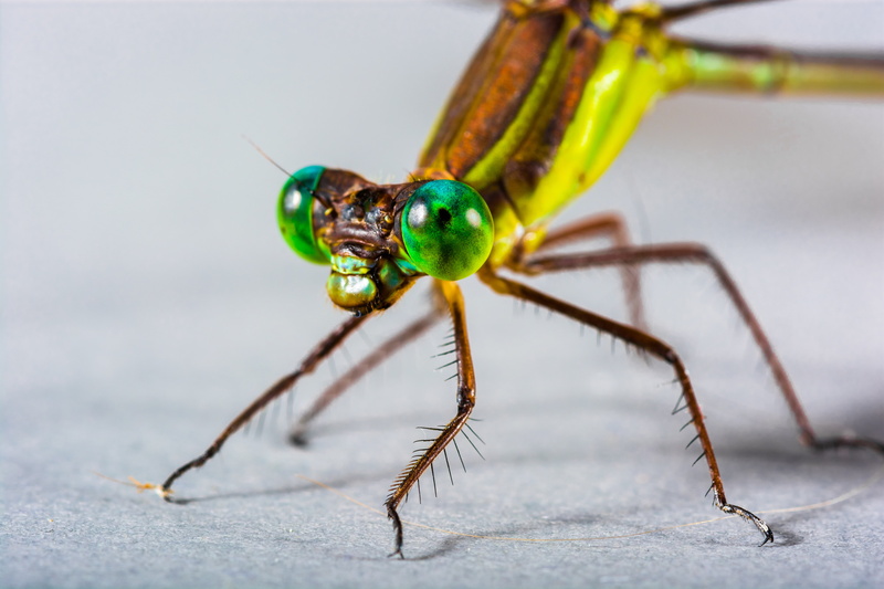 nature, one animal, animal wildlife, small, animal head, photography, macro, dragonfly, green color, close-up, yellow, invertebrate, animal body part, animal themes