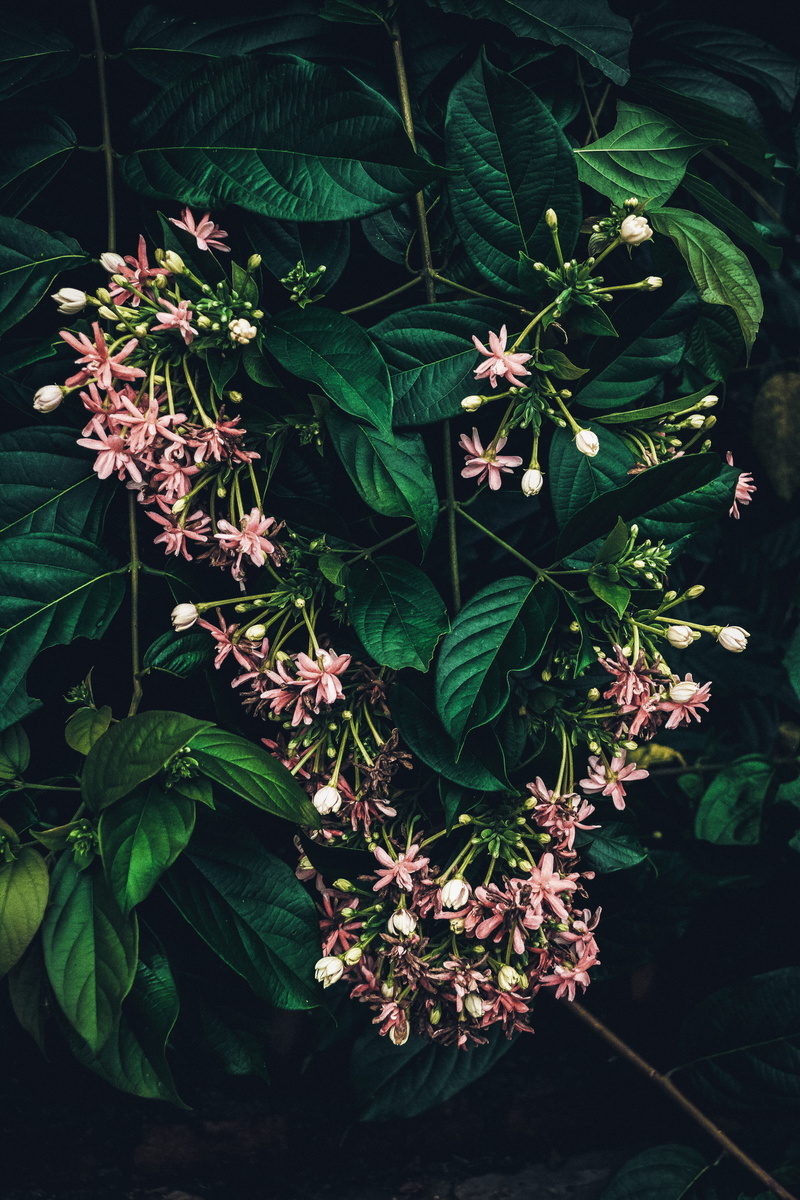 beauty in nature, chennai, close-up, 5K, day, botany, no people, high angle view, leaf, flowers, growth, forest, flower, plant part, herb, vulnerability