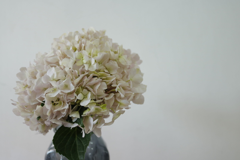 studio shot, white background, bouquet, 5K, flower arrangement, plant, vulnerability, nature, chennai, flower, freshness, white color, petal, inflorescence