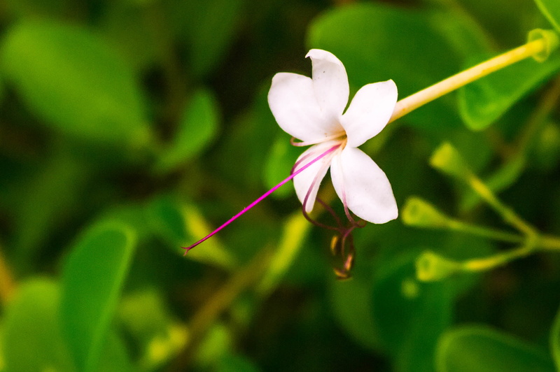 Chennai, Petals, Samsung NX, India, blossom, White, petaled, leaf, Filament, plant, close-up, Cathedral, Rd, 1080P, petal, beauty In Nature, DOF, Tamil Nadu