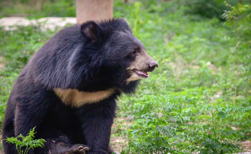 animal body part, himalayan bear, plant, land, chennai, animals in the wild, grass, yew, day, wildlife, nature, 4K, vertebrate, black bear, profile view