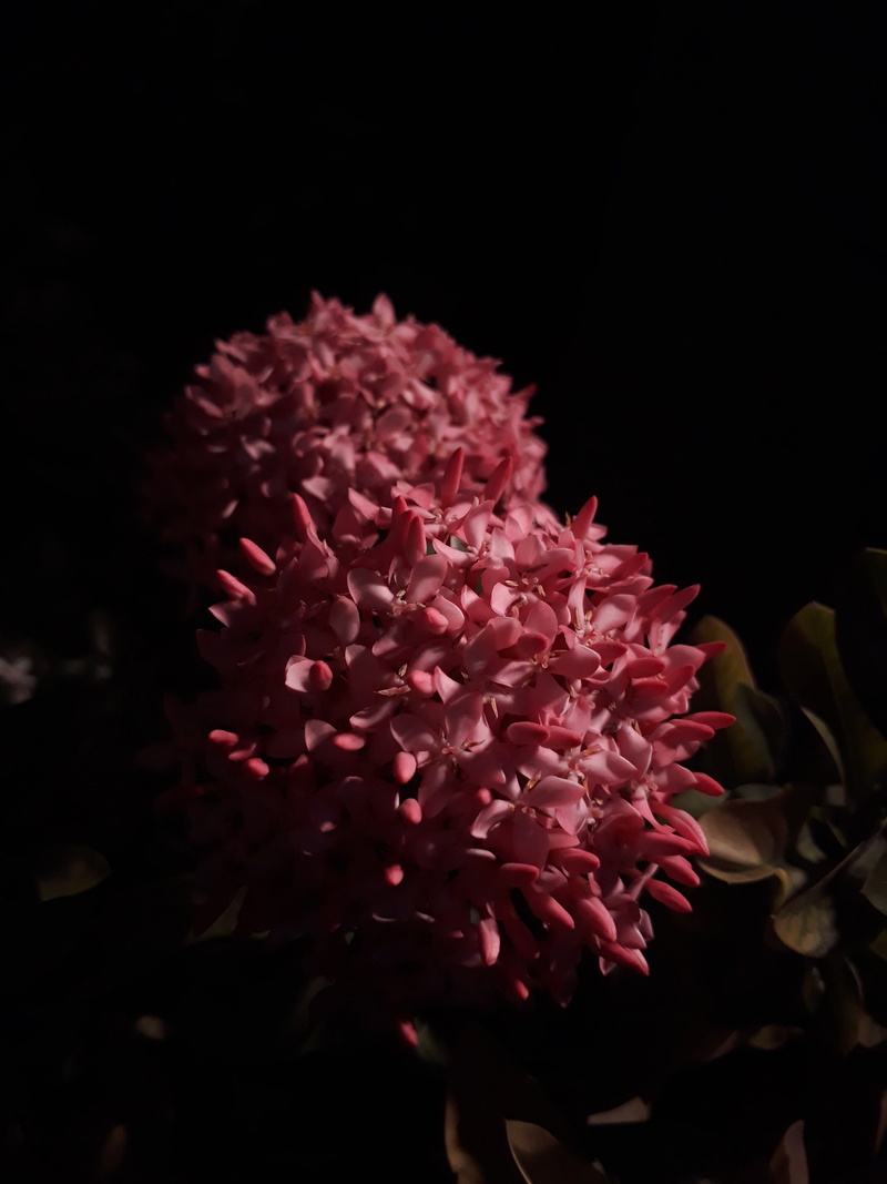 red, botany, petal, dark, scene, beauty in nature, flowering plant, flowers, india, location, bloom, blooming, blossom, plant, seasonal, flower head, growth