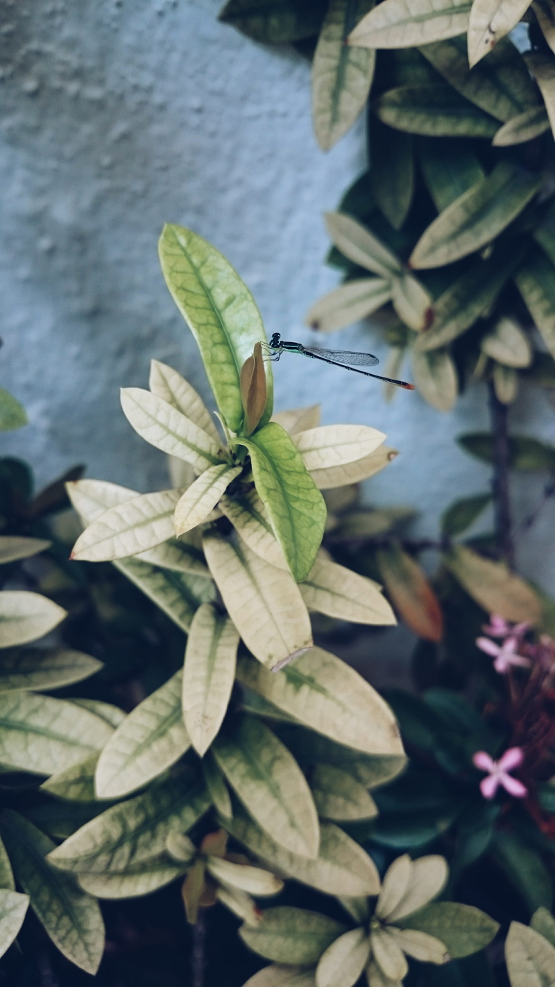 chennai, nature, outdoor, fragility, leaves, focus on foreground, dragonfly, 4K, growth, green color, beauty in nature, flower head, adyar, freshness