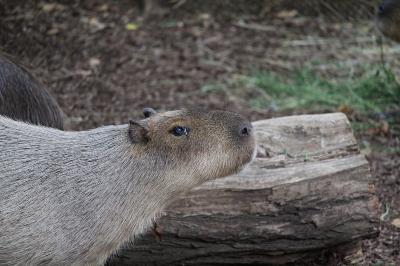 rock - object, Herbivorous, furred, tropical, animal wildlife, marsh, squirrel, habitat, animal themes, fauna, brown, animal head, meadow, animal, tail