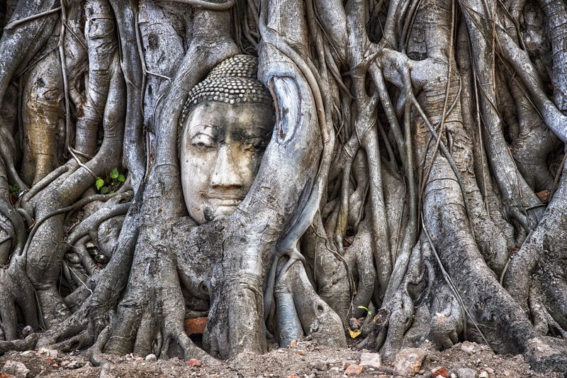 Ayutthaya, tree, 2K, Thailand
