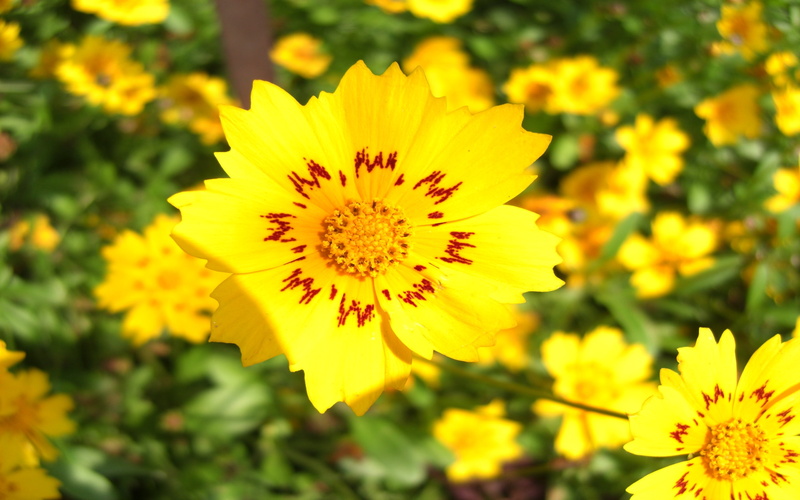 flickr, 2K, sun, flower, stream, yellow, swami