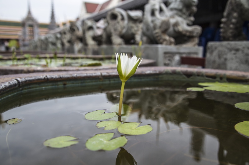 water lily, beauty in nature, floating, lotus water lily, flower head, growth, day, water, 5K, temple, vulnerability, thailand, waterlily, flower, flowering plant