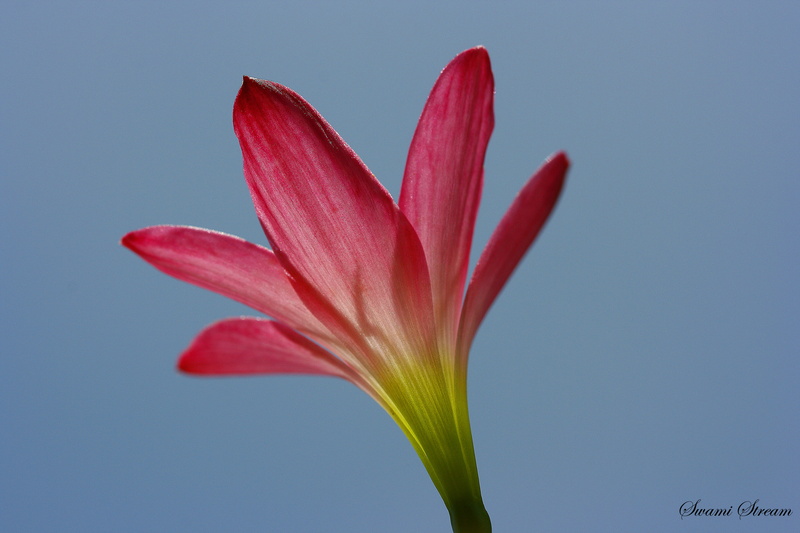 single Flower, 4K, flower Head, lily, Sun  red, close-up, nature, road, balcony, usm, petaled, karnataka, red, petal, mm, rebel, ulsoor, flower, pink