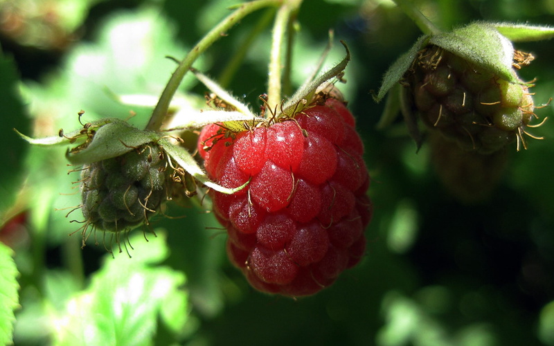 leaves, crop, berries, close-up, freshness, food and drink, organic, focus on foreground, fruit, strawberry, branch, raw Food, vitamin, plant part, no people