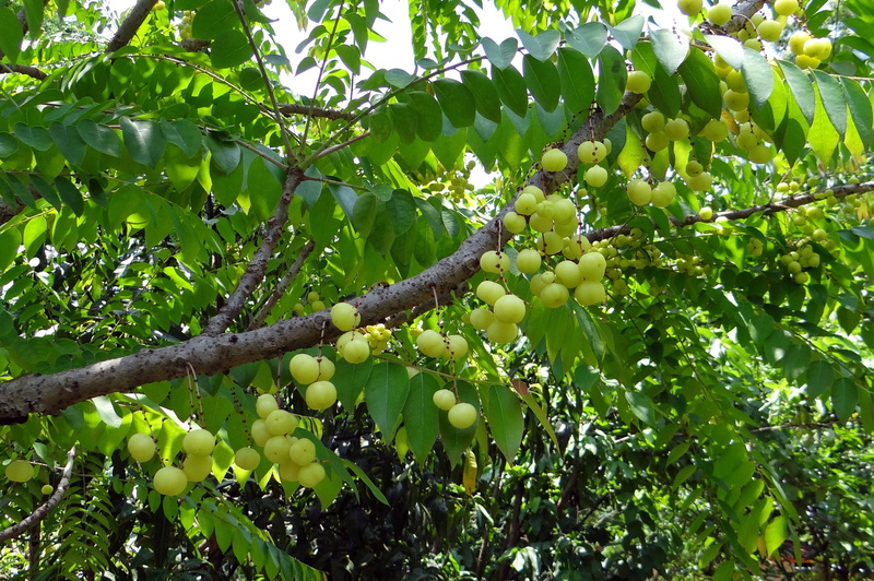 fruit, karnataka, ripe, gooseberry tree, green color, 2K, plant part, plantation, healthy eating, no people, west india gooseberry, malay gooseberry, india