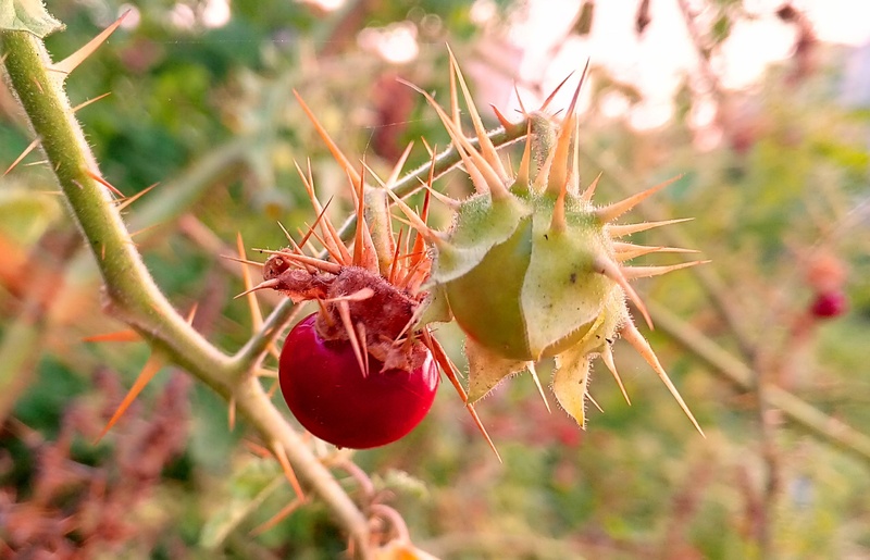 outdoors, multicolor, difference, green color, cactus, adventure, nature, plant, healthy eating, freshness, beauty in nature, focus on foreground, sour