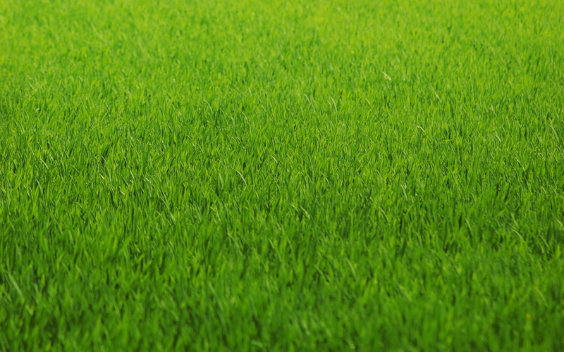 sport, selective focus, leaf, no People, springtime, full frame, grass, agriculture, lush Foliage, greens, close-up, grass Area, growth, green, freshness