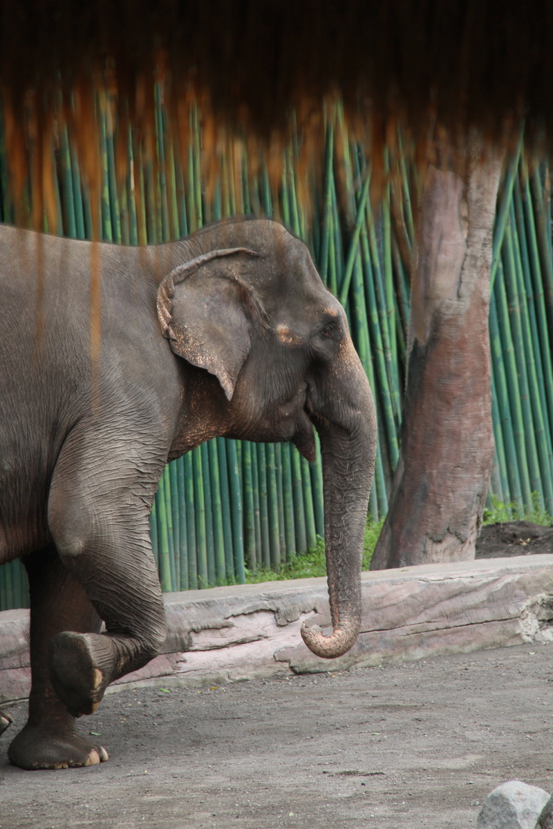 animals in the wild, one animal, island, day, standing, vertebrate, near, full length, indonesia, 5K, animal, exotic, no people, animal trunk, jungle