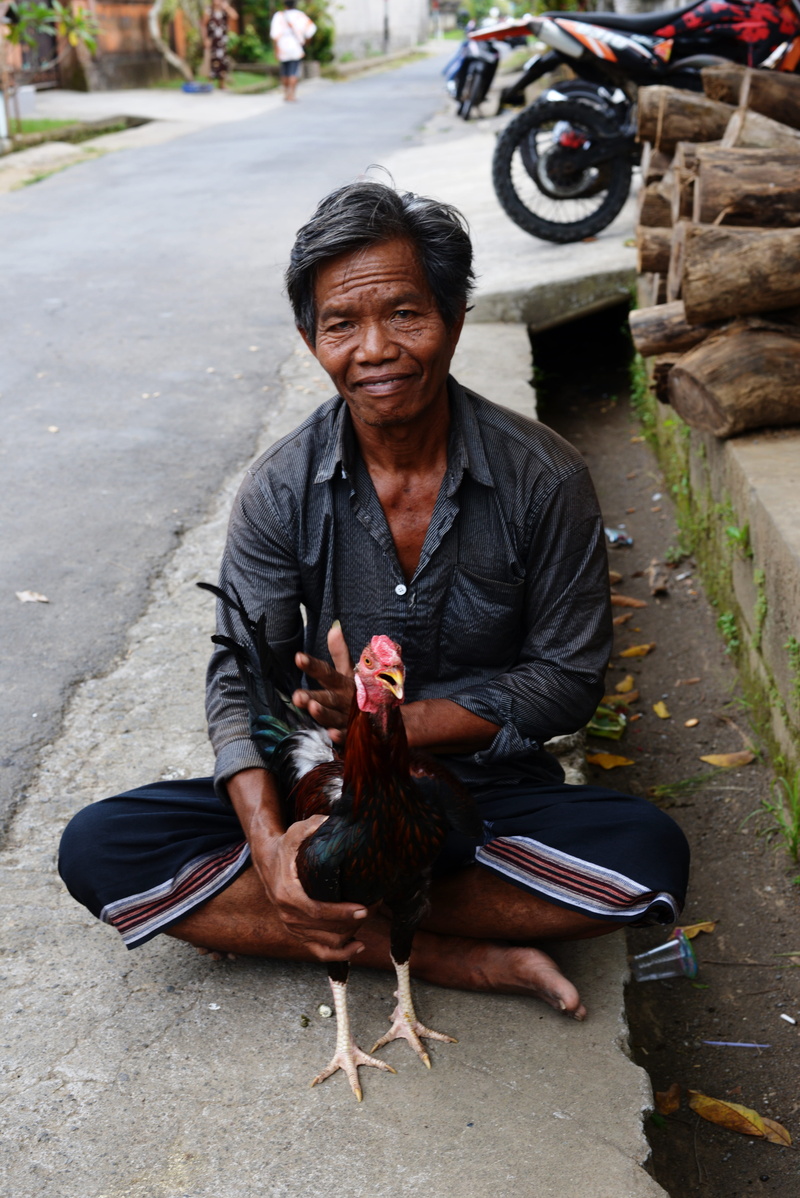 asian, streetphotography, cock fighting, 5K, asia, roadside, bali, vertebrate, real people, looking at the camera, rooster, casual clothing, dark skin