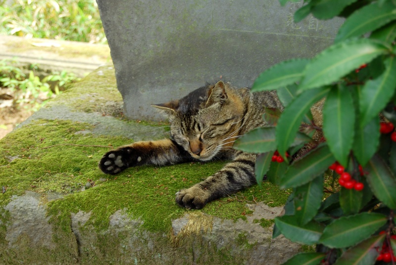 plant, no people, feline, nature, animal themes, animal, 4K, whisker, kawagoe, pets, cat, garden, green color, growth, one animal, mammal, domestic, domestic Cat