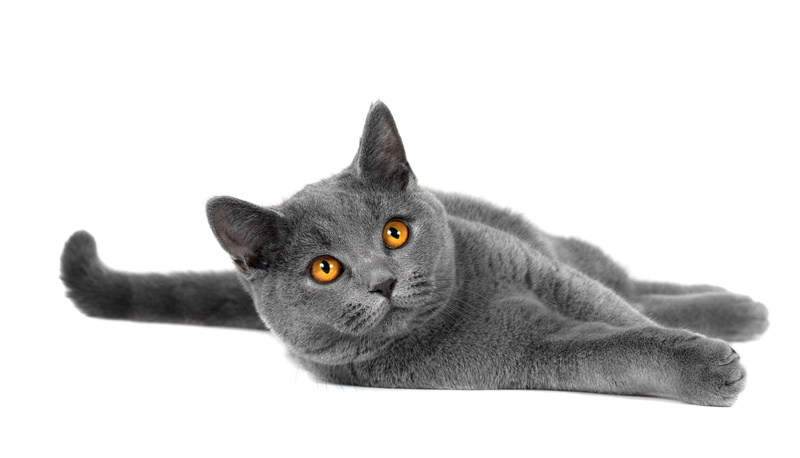 animal eye, animal themes, indoors, one animal, vertebrate, domestic animals, legs, no people, blue, white background, cat, breed, animal head, domestic cat