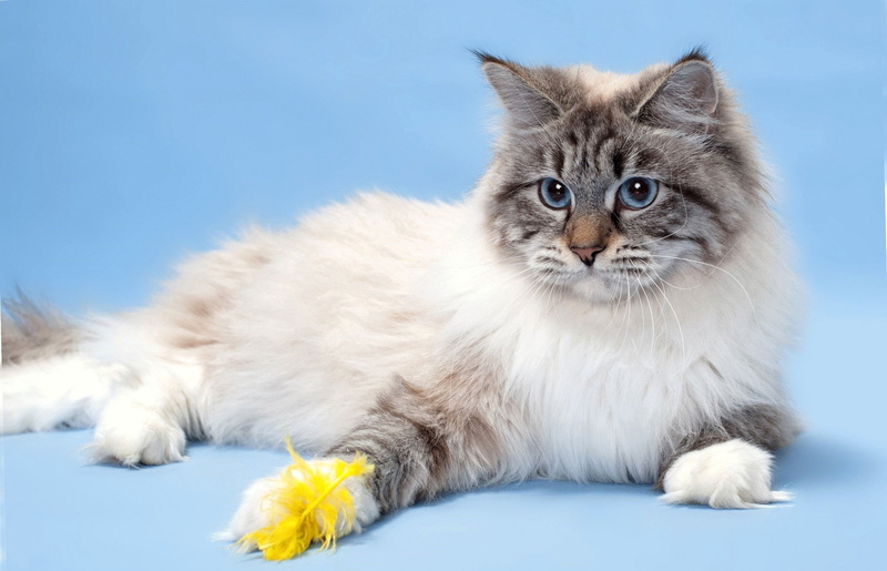 wool, 1080P, breed, Neva masquerade, cat