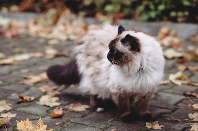 brown, dog, animal hair, plant part, domestic, lazy, close up, 5K, animal, no people, animal themes, mammal, fall, vertebrate, nature, pets, leaf, canine