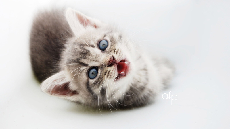studio shot, one animal, young animal, hair, white background, domestic animal, animal, feline, pet, baby, face, cat, close-up, lying down, portrait, grey