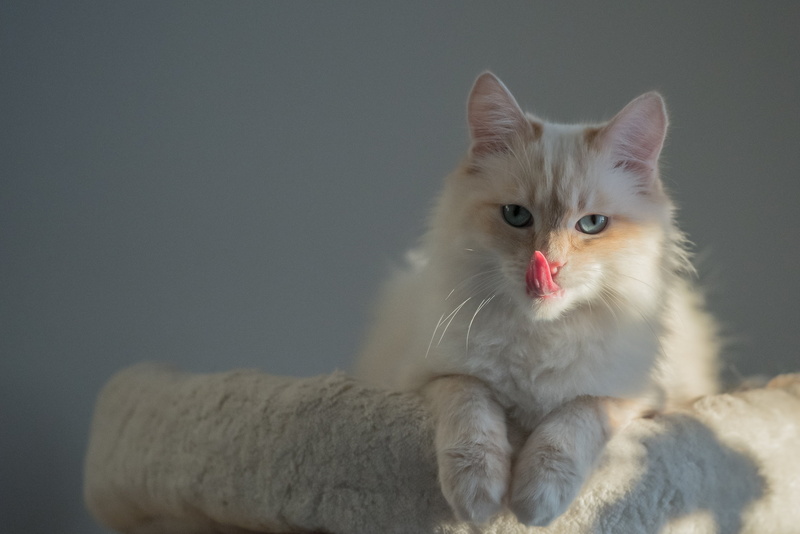 indoors, domestic, cute, 1080P, studio shot, head, nose, portrait, blue eye, animal, face, adidas, eyes, vertebrate, whisker, mouth open, cat, close, tired