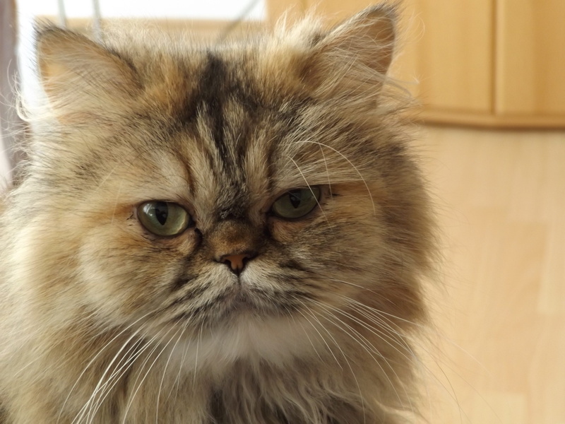 domestic, looking at camera, indoors, domestic cat, one animal, whisker, brown, furred, maine coon cat, portrait, mieze, breed cat, animal head, animal eye
