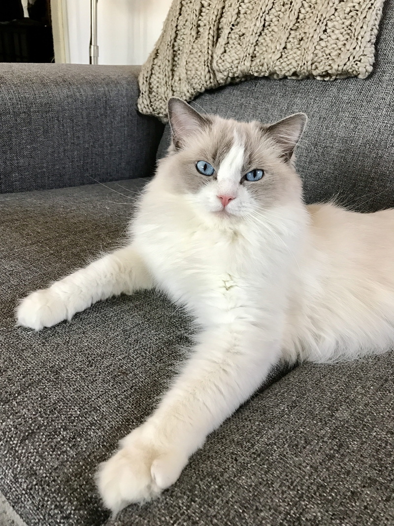 cat, domestic animals, animal, whisker, pets, cute, 4K, adorable, looking at camera, mammal, white, one animal, longhair, kitten, purebred, paws, kitty