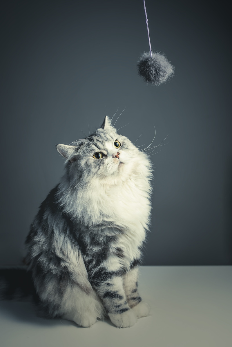 studio, 5K, persian breed, portrait, black-and-white, one animal, pet, maine coon cat, white, naughty, sitting, no people, close-up, indoors, adorable