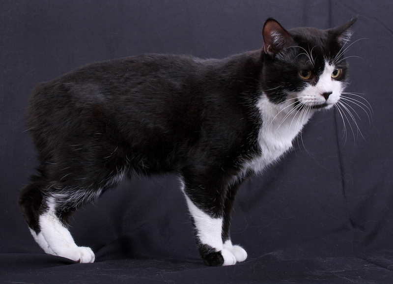 animal, breed, animal themes, animal Eye, human Face, feline, standing, looking, aggression, vertebrate, profile view, pets, color, indoors, whisker, cat