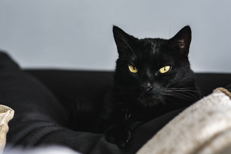 animal eye, whisker, animal themes, yellow eyes, 4K, pet, feline, domestic, close-up, people, vertebrate, animal, domestic animals, pets, indoors, Portrait