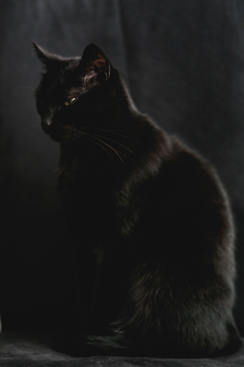 domestic Cat, black cat, sitting, Portrait, cat, fur, cute, profile view, indoors, black, vertebrate, black Color, mammal, animal, animal hair, pets, feline