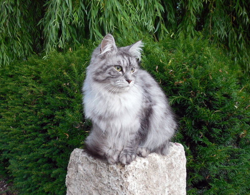 pets, vertebrate, domestic cat, green color, 2K, cat fur, maine coon cat, cats eyes, mieze, plant, animal hair, grass, Pet, dear, domestic, feline, nature