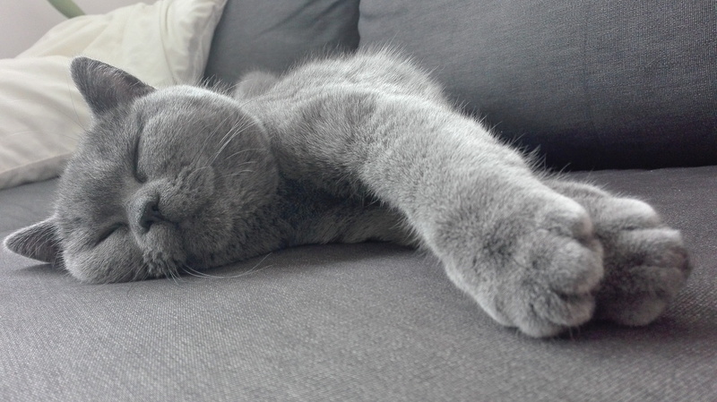 lying down, eyes closed, domestic, relaxation, domestic animals, no people, vertebrate, sleeping, cozy, close-up, whisker, resting, mieze, british shorthair