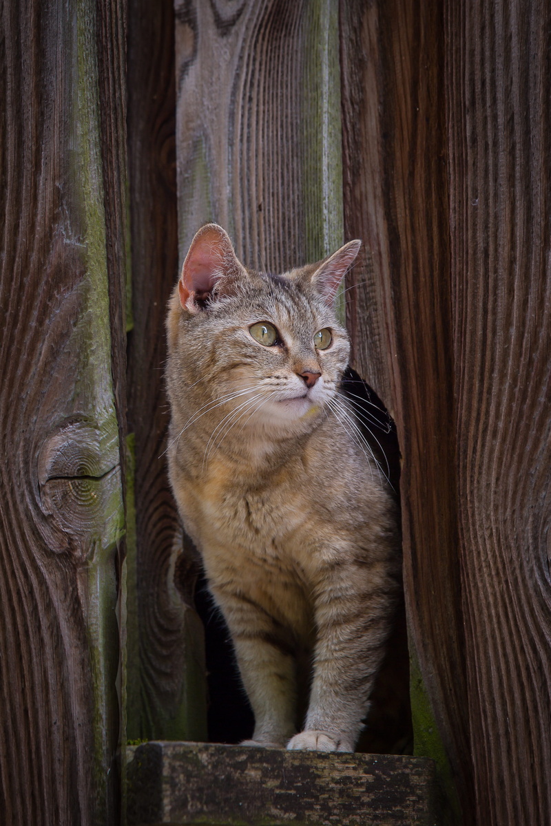 animal themes, whisker, animal, pets, domestic Animals, looking, gray, no people, nature, Kitten, feline, Domestic Cat, close-up, cute, one animal, mammal