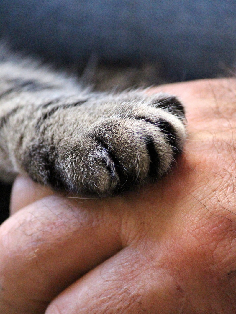 mackerel, cat, fur, close-up, silver, tabby, pets, one person, cute, cat paw, close, hand, pet, finger, animal paws, mammal, feline, paw, animal, fluffy