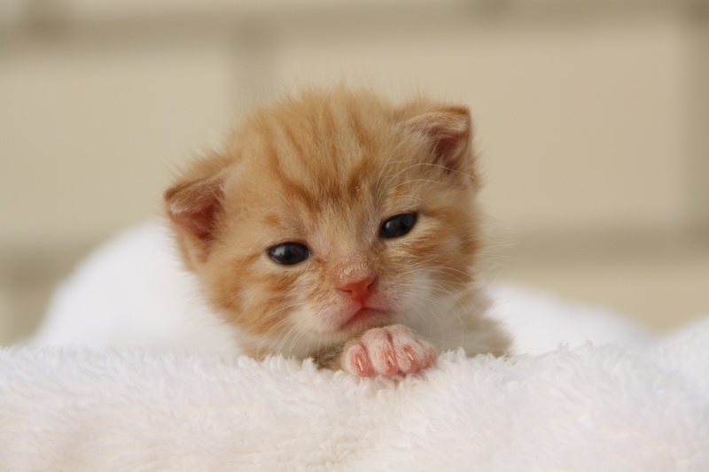 puppy, animal head, whisker, domestic cat, photography, kitten, cat, softness, close, pet, white, fleece, mieze, young cat, one animal, cat face, curious