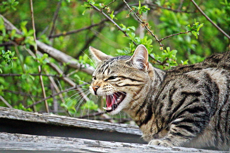 snarling, tree, one animal, focus on foreground, animal mouth, aggression, whisker, Kitten, vertebrate, Tiger Cat, cat, animal wildlife, mammal, mackerel