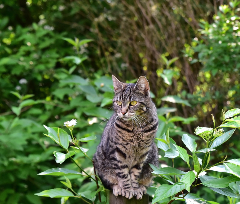 feline, sit, domestic cat, animal, leaf, fence, mackerel, cat, lauer, vertebrate, domestic animals, plant, green color, photography, no people, nature