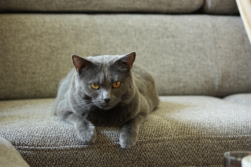 indoors, feline, pets, chartreux, people, mieze, relaxation, cat, portrait, vertebrate, sofa, home interior, furniture, looking at camera, whisker, domestic cat