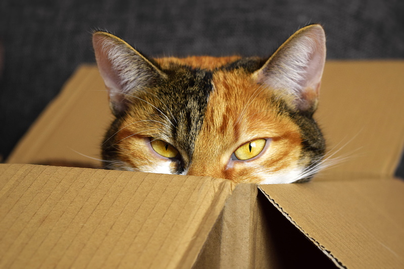 box, indoors, domestic cat, cardboard, feline, one animal, portrait, calico, pets, cozy place, whisker, cardboard box, brown, looking at camera, animal