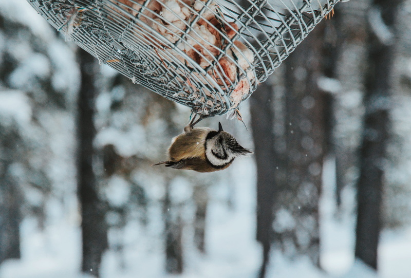 nature, no people, animal themes, beauty in nature, plant, outdoors, day, front, hanging, food, cage, one animal, wild, white, wildness, forest, snow, focus on foreground