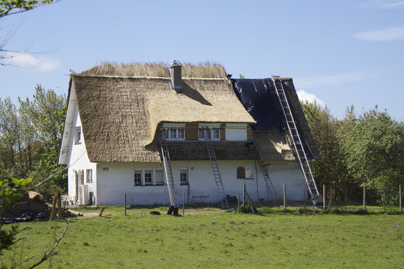 reed, green color, patch, thatched roof, growth, no people, tree, building, grass roof, roofers, work, home, 5K, land, grass, construction, plant, old