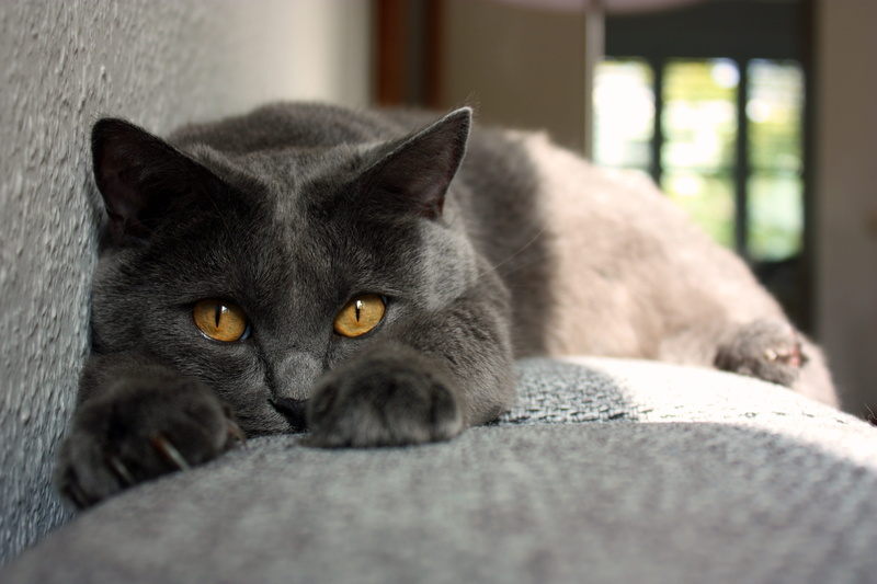 animal, one animal, relaxation, cat, chartreux, animal themes, animal head, pet, domestic cat, portrait, looking at camera, feline, lying, mieze, domestic animals