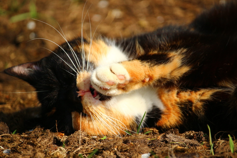 domestic cat, mammal, paw, animal, animal themes, mouth open, 5K, relaxation, cat, eyes closed, Kitten, mieze, domestic, sun, feline, whisker, animal head