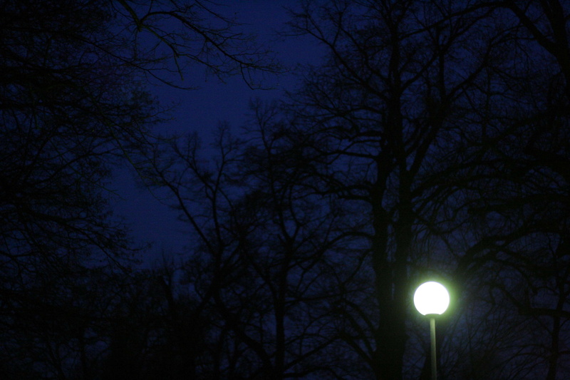 tree, bare tree, no people, night, outdoors, branch, hight, silhouette, astronomy, moonlight, trees, tranquility, dark, nature, 4K, sky, plant, low angle view